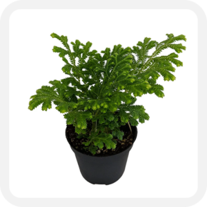 Frosted Fern (Indica)